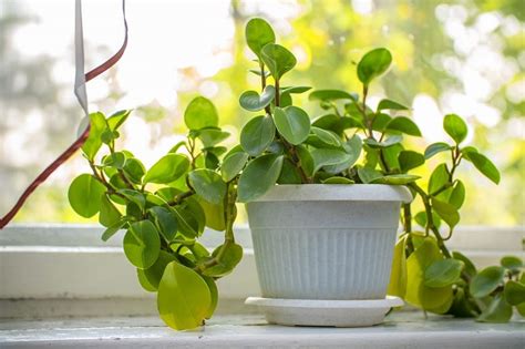 Peperomia Hope Care and Propagation - Gardential.com