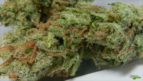 Headband Marijuana Strain (Review)