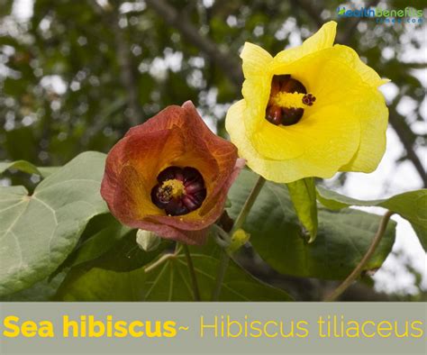 Sea hibiscus facts and health benefits