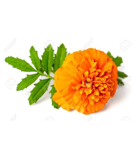 African Marigold Best Quality Seeds - 100 Seeds Pack: Buy African ...