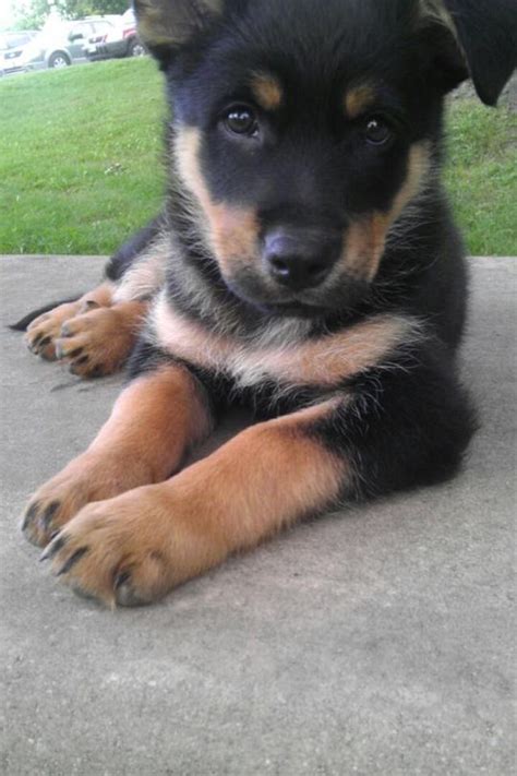 My German shepherd /rotweiller mix puppy | Rottweiler mix puppies ...