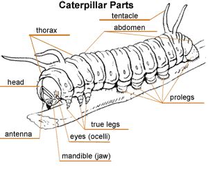 Untitled Document | Caterpillar, Moth caterpillar, Cute dogs and puppies