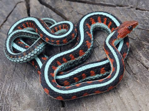 California red sided garter snake. Tim Spuckler with third eye herp. | Garter snake, Snake ...