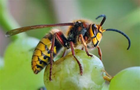 European Hornet vs. Asian Giant Hornet - A-Z Animals