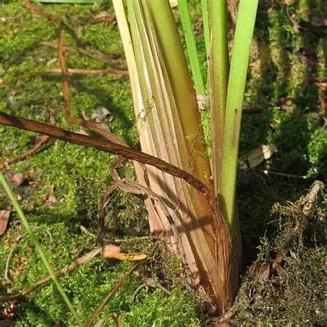 How to Plant & Grow Flowering Rush (Butomus umbellatus) - Pond Informer