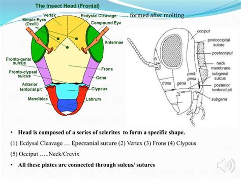 Insect head and its types