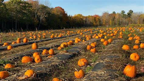 Maine's Treworgy Family Orchards voted America's best pumpkin patch