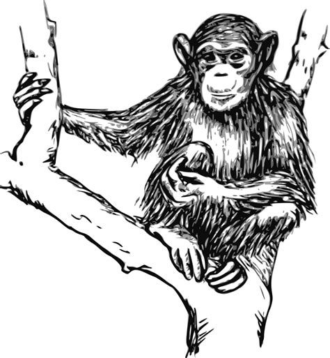 Monkey clipart outline, Monkey outline Transparent FREE for download on ...