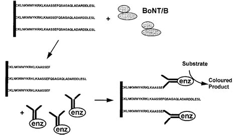 Endopeptidase-based assay system for BoNT/B. enz, enzyme. | Download ...