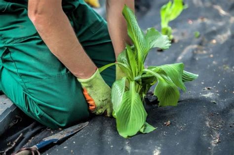 Weed Barrier Installation - בלוג תוכנית עסקית לעסקים