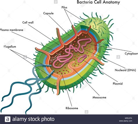 Cell Membrane Function In Bacterial Cell