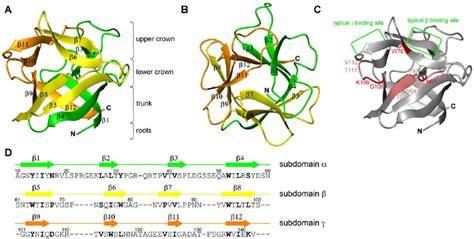 Solution structure of the CCL2 lectin in the absence of a ligand... | Download Scientific Diagram