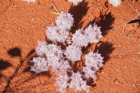 The Australian desert blooms | Australian desert, Bloom, Flowers