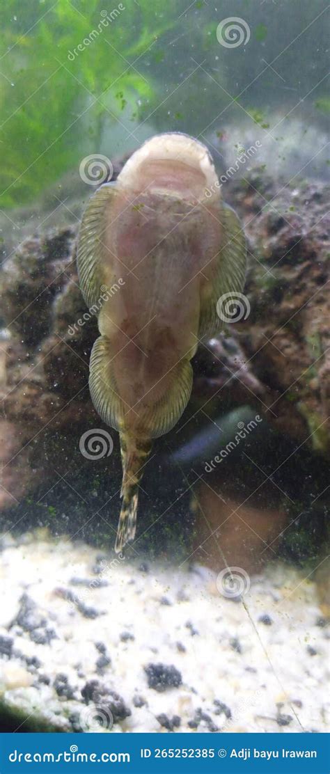 Borneo sucker fish stock image. Image of wildlife, bird - 265252385