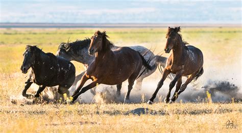 Wild Horses Fighting – Onaqui Herd | Photography of Wild Horses - Onaqui Herd