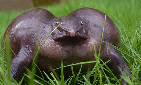 The Endangered Indian Purple Frog : AbsoluteUnits