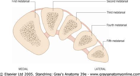 BIOMECHANICS OF STANDING, WALKING AND RUNNING | Feet care, Remedial massage, Massage therapy