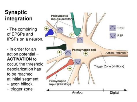 PPT - BIOPHYSICS OF ACTION POTENTIAL & SYNAPSE PowerPoint Presentation - ID:6680110