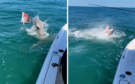 Watch: Fishermen Witness Shark Feeding Frenzy off Florida Coast | Blade Shopper