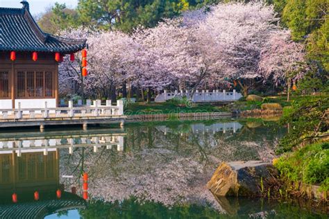 Spring Scenery of East Lake Cherry Blossom Garden in Wuhan, Hubei ...