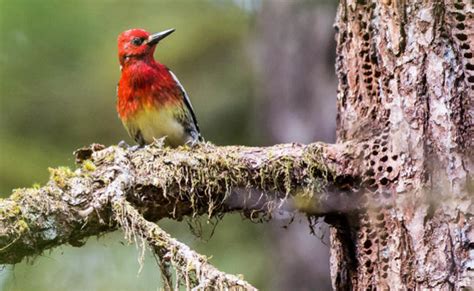 Tongass National Forest | Audubon Alaska