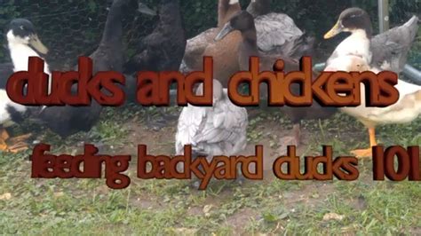 duck feeding guide - YouTube