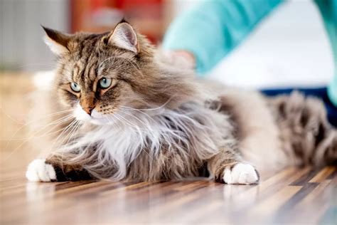 10 Most Powerful Cat Breeds