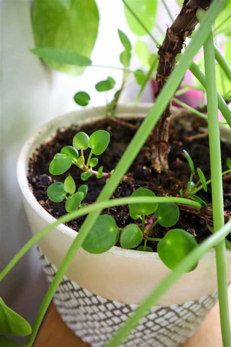 Pilea involucrata: A Complete Guide to the Friendship Plant