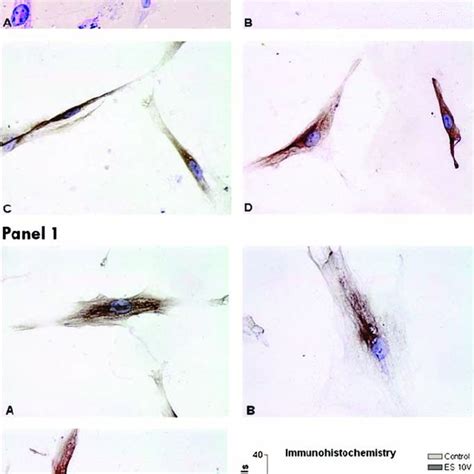 Immunocytochemical staining with the horseradish peroxidase/DAB method ...