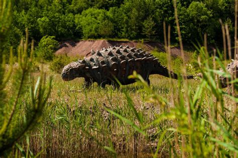 Ankylosaurus Facts, Information & Pictures for Kids, Students & Adults