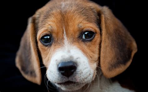 Download wallpapers Beagle, close-up, cute dog, pets, dogs, puppy, cute ...