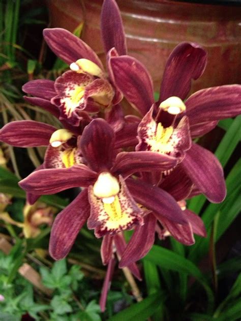 brown orchids | Orchid | Pinterest | Orchids, Flowers, Flower power