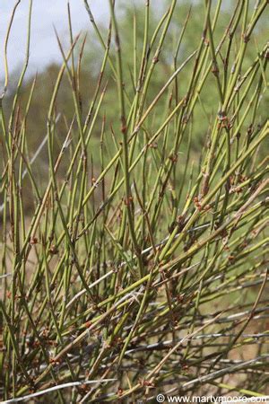 Mormon Tea Plants- Native Shrubs for the Desert Southwest Garden ...