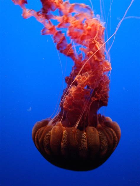 Black Sea Nettles- Black Sea Nettles-This giant jelly dwells in ...