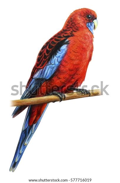 Crimson Rosella Parrot Drawing Stock Illustration 577716019