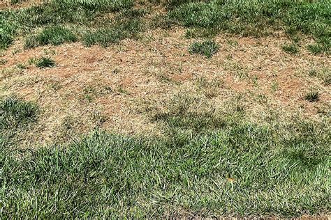 Don't Overlook Chinch Bug Damage: How Do I Know if My Lawn Has Chinch Bugs - Gardening Latest