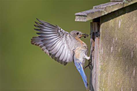 Female Eastern Bluebird Feeding Young Photograph by Bonnie Barry - Pixels