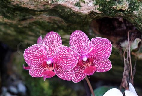 Image result for cave flowers | Flowers, Floral rings, Floral