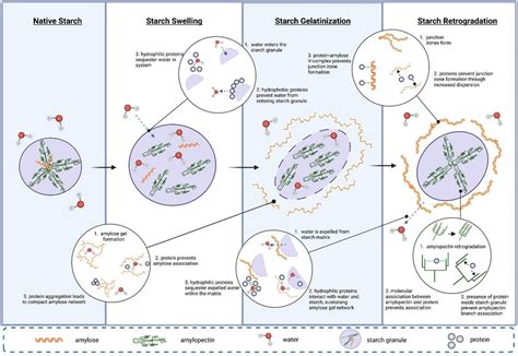 Effect of protein–starch interactions on starch retrogradation and ...