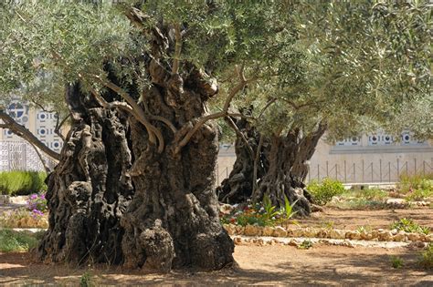 How Old are the Olive Trees in the Garden of Gethsemane? — Ray Downing