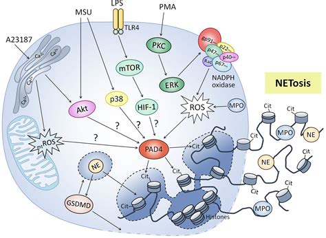 Frontiers | Role of Cellular Metabolism in the Formation of Neutrophil ...