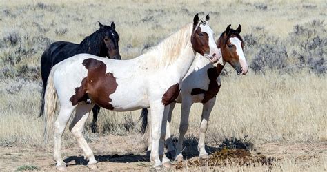 6 Types of Mustang Horses & Their History