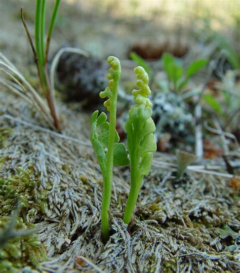 Botrychium lunaria (common moonwort): Go Botany