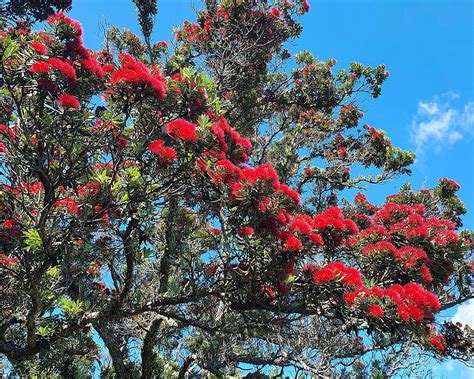 Rotoroa Island | 12 Magical Things To Do At The Hauraki Gulf's Newest Wildlife Sanctuary | URBAN ...