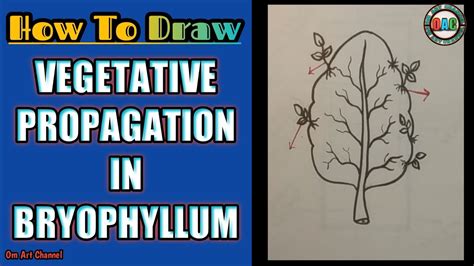 bryophyllum leaf diagram | how to draw vegetative propagation in ...