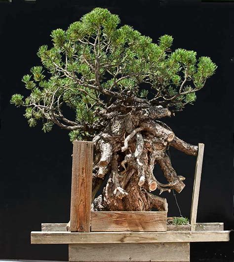 Walter Pall Bonsai Adventures: Mugo pine #56