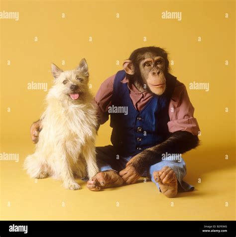 animal friendship: chimpanzee and hybrid dog Stock Photo - Alamy