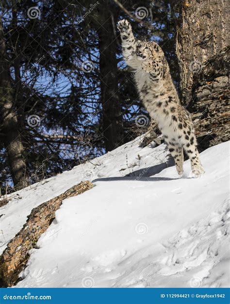 Snow Leopard Cub stock image. Image of snow, wildlife - 112994421