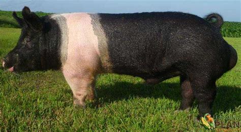 Hampshire Pig: Lifespan Details Of Pig Breed - Farming Plan