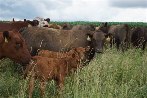 Benefits of Grass-finished Beef — Sonrise Farms